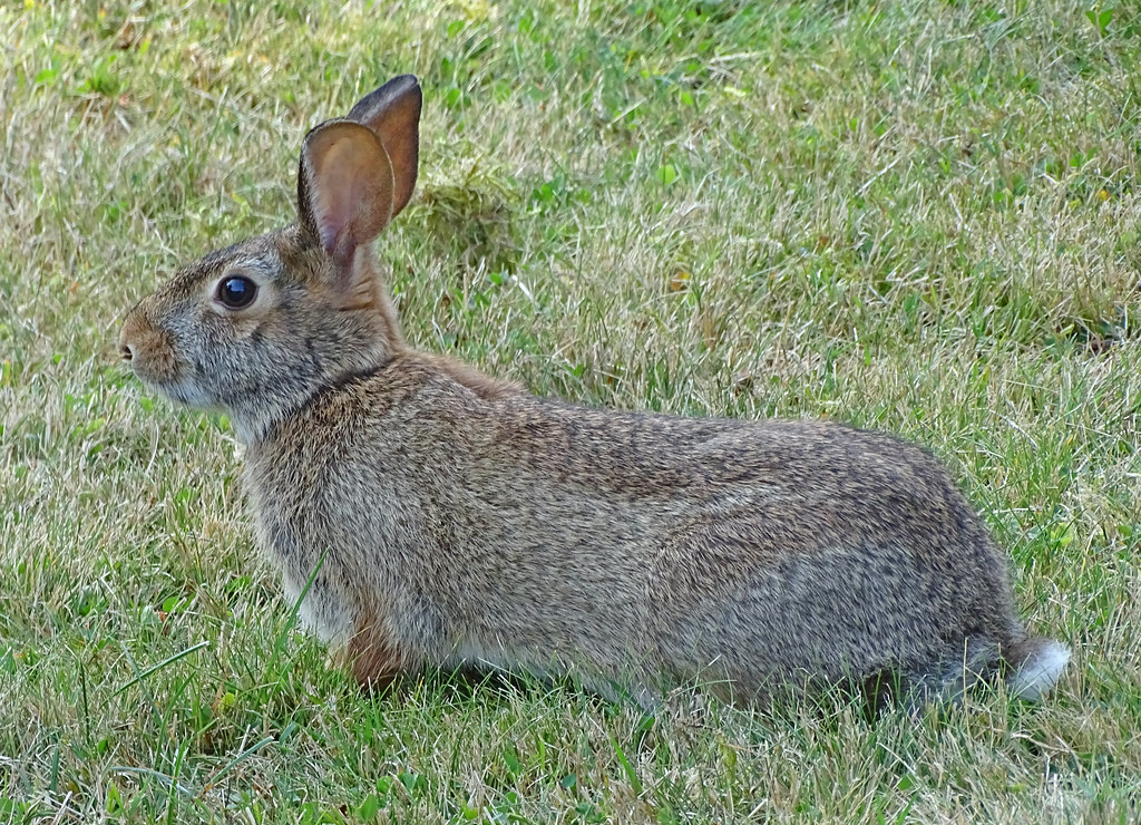 A rabbit on my customer's lawn I was about to cut a lawn t… Flickr