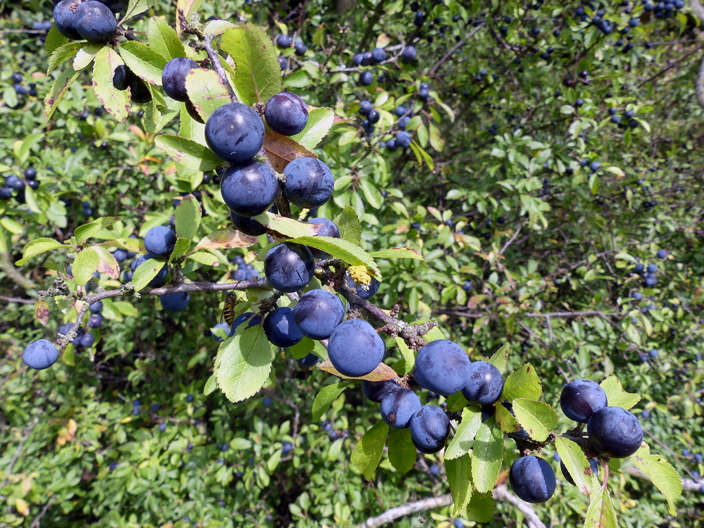 Sloe gin berries Sunday, September 6th, 2020 Tortoiseshell… Flickr