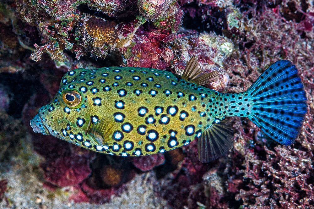 Yellow boxfish, female Ostracion cubicus (EN) Yellow box… Flickr