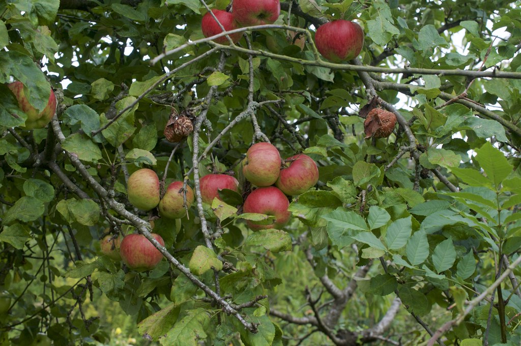 Apple tree Coomans Wick Allotment Gardens, Chorleywood Ian Wood