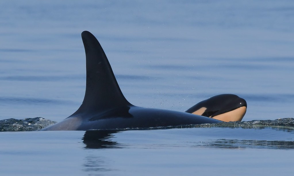 Tahlequah, Orca Famous for Carrying Her Dead Calf for 17 Days, Gives