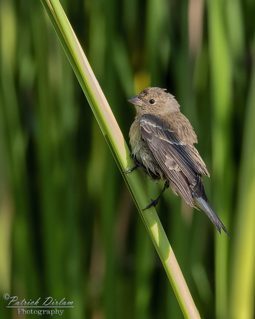 Indigo Bunting young female This one was a little harder f… Flickr