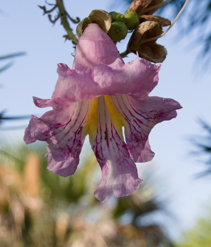 Desert willow at Tucson Botanical Gardens We were back at … Flickr
