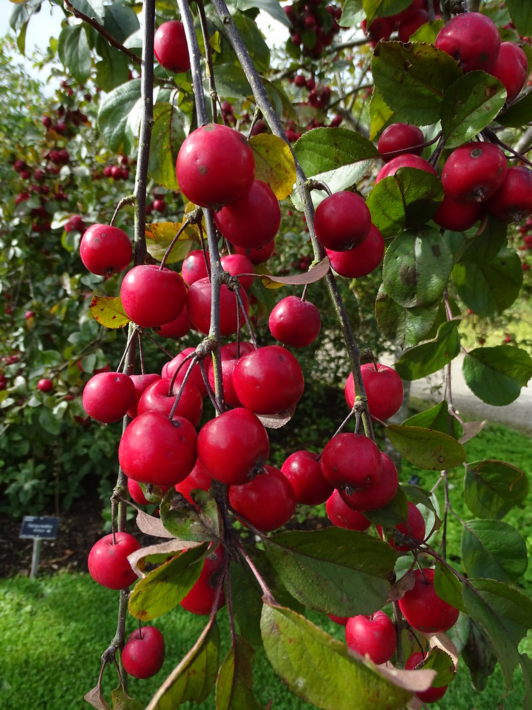 Crab apples at RHS Harlow Carr Neville Copeman in the kitc… Flickr