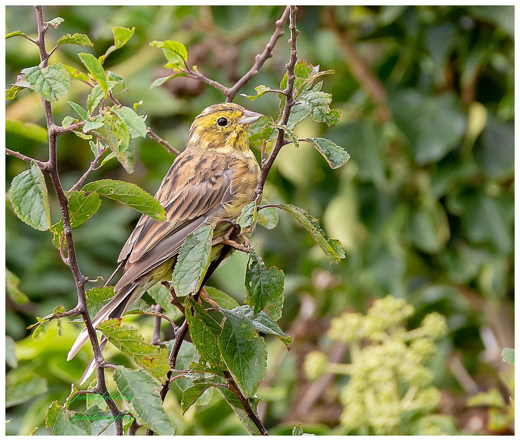 Untitled Paul Kitchen Flickr