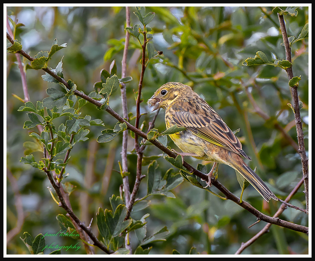 Untitled Paul Kitchen Flickr