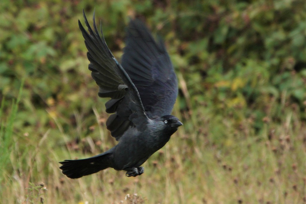 Jackdaw, Shalford Water Meadows, Surrey 080920 (2) Flickr