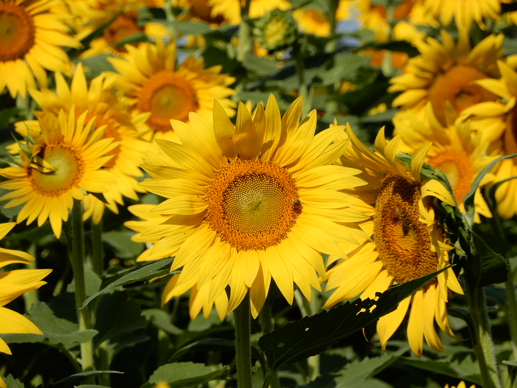 Sunflower Farm "Grinter Farms" Leavenworth County, KS Flickr