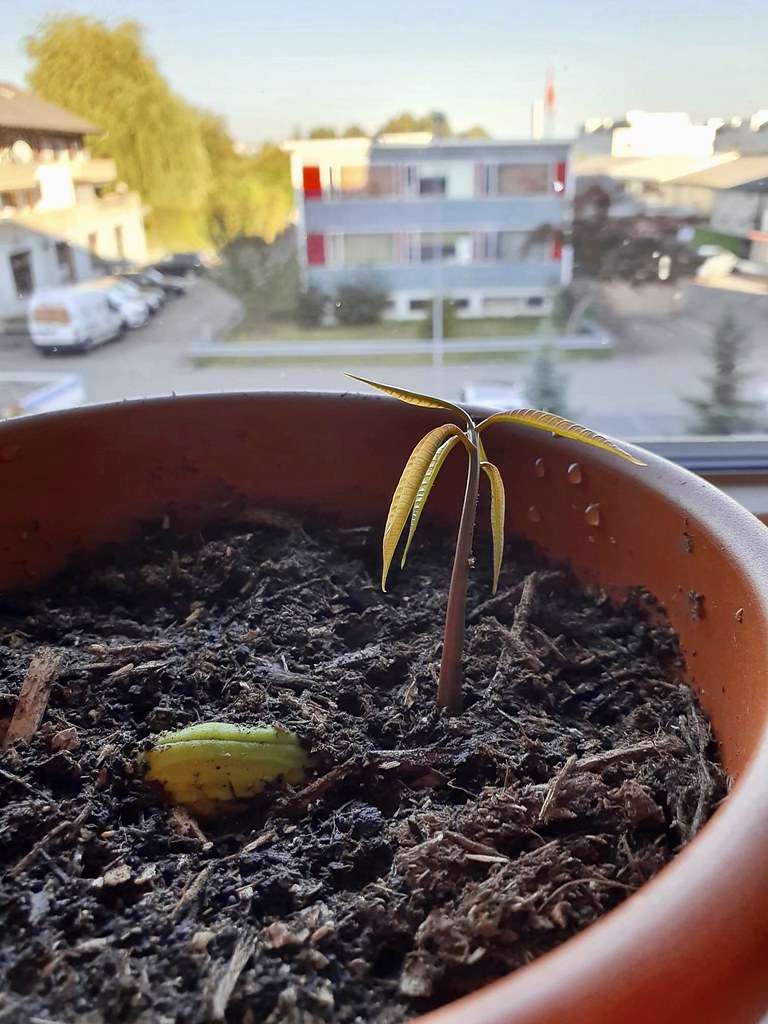 20200908a Mango Stone and growing e Kat Flickr