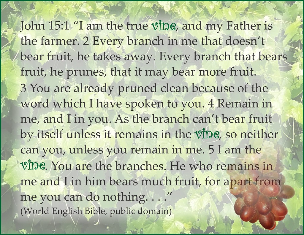 John 15 15 with grapes John 1515 I am the true vine, an… Flickr