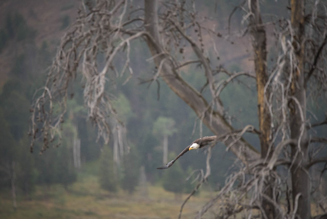Flickr The Yellowstone Wildlife Pool