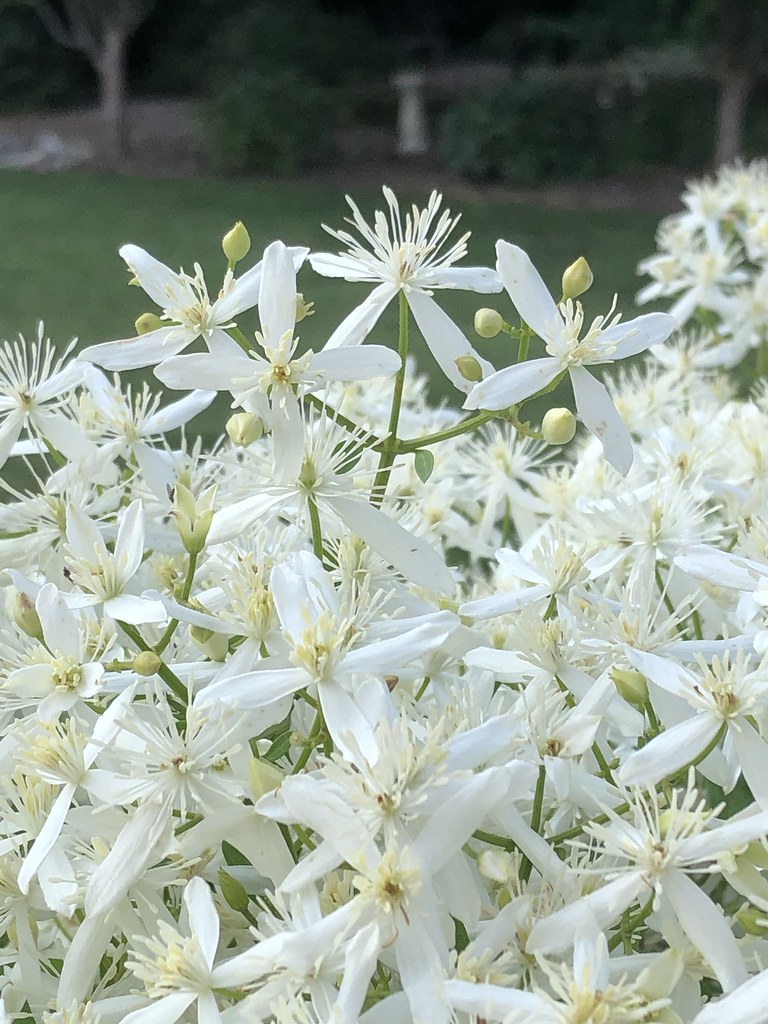 This Clematis is amazing! It smells so sweet! Won't be lon… Flickr