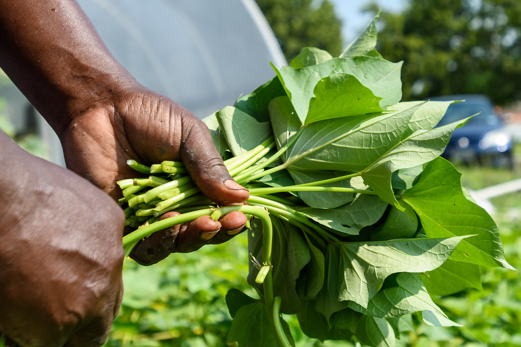 GAN3671 Harvesting sweet potato greens Plant It Forward Farms Flickr