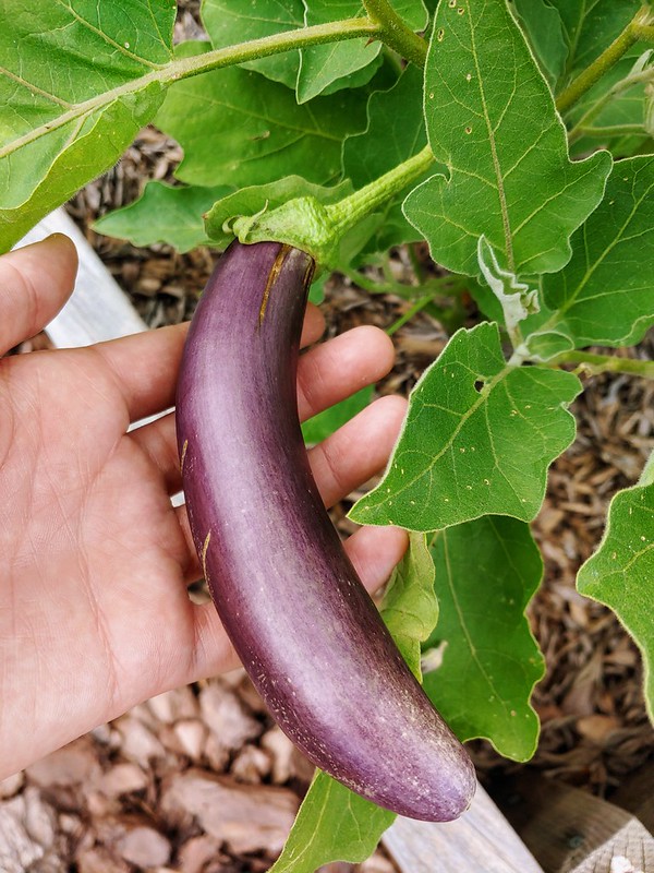 BYOV bring your own vegetables Harvesting Eggplant