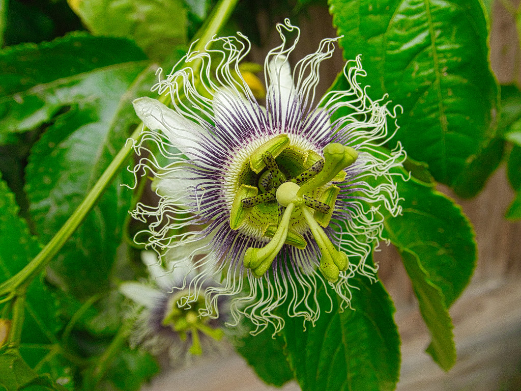 Passion Fruit vine flower OLYMPUS DIGITAL CAMERA Flickr