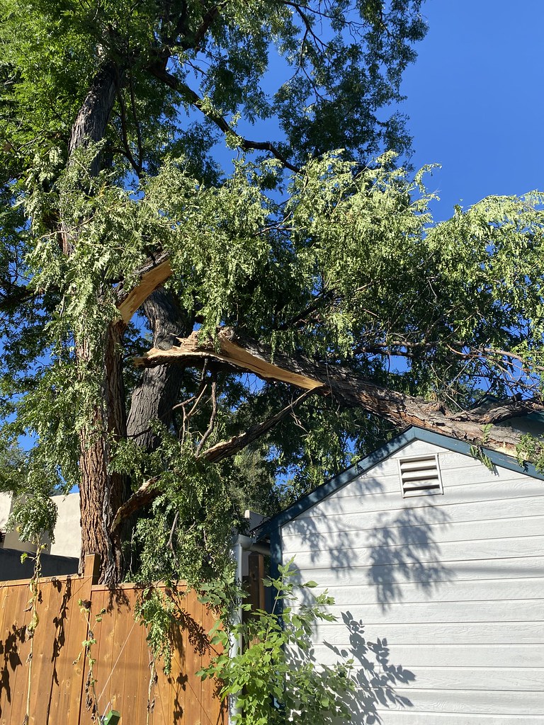 Neighbor's tree Jonathan Lurie Flickr
