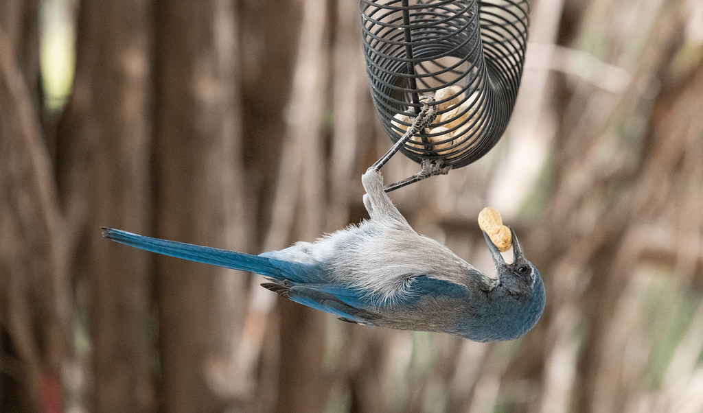scrub_jay_at_feeder20200912129 Western scrub jay eating … Flickr