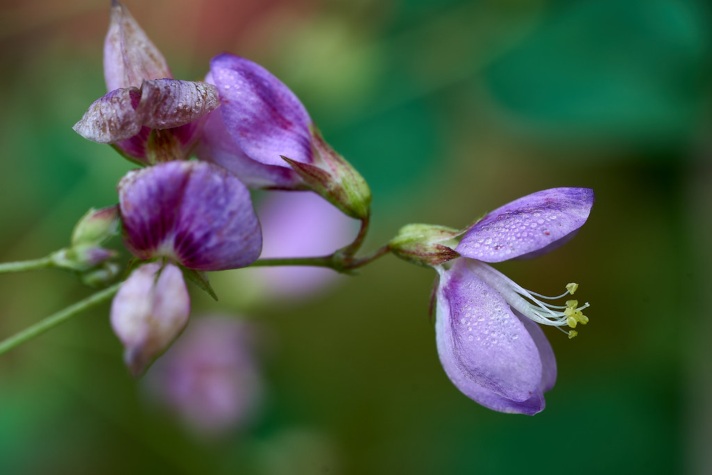 PANICLEDLEAF TICKTREFOIL (DESMODIUM PANICULATUM) pjshuleski Flickr