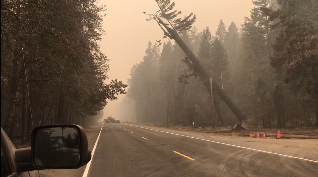 Falling tree a photo on Flickriver