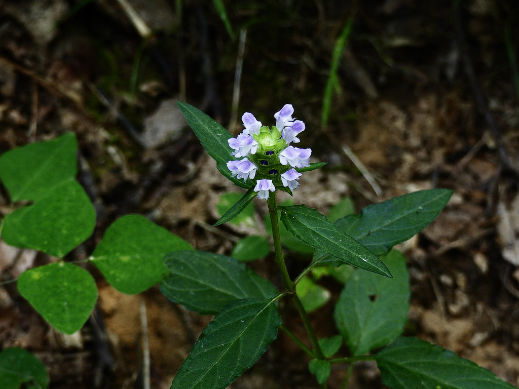 Ringing Rocks Park 031 Flickr