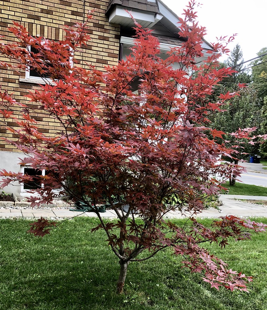 Japanese Maple Ross Dunn Flickr