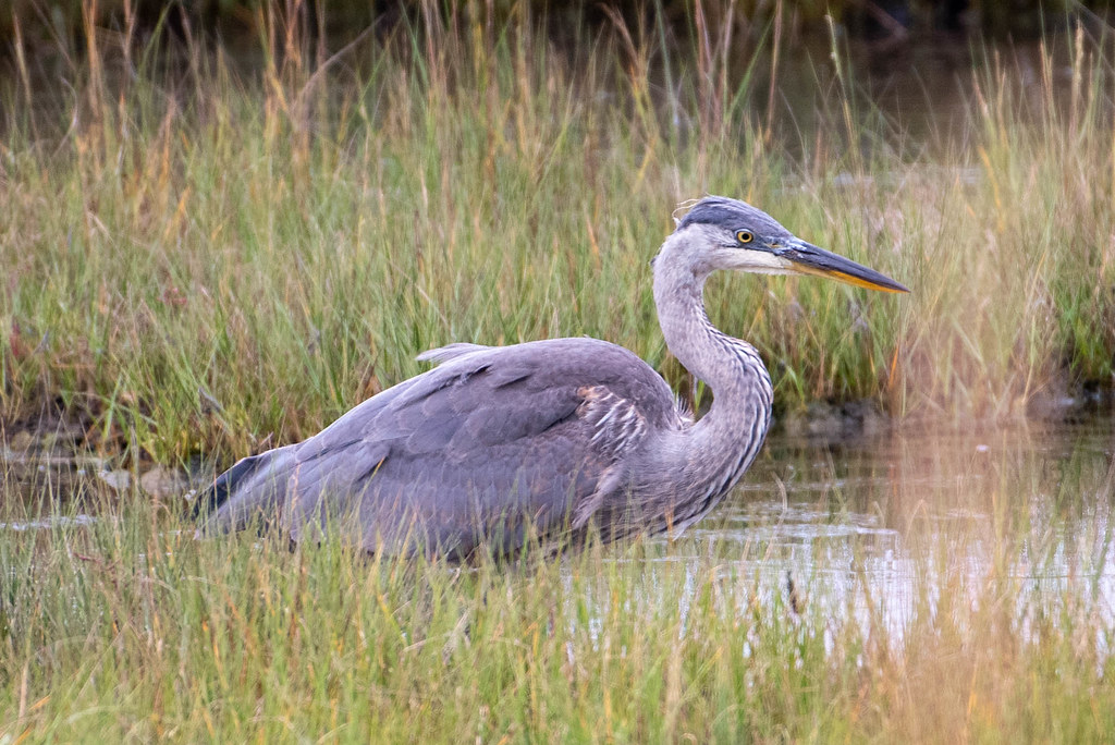 20200911 Audubon Wellfleet (6) September 2020 vacation… Flickr