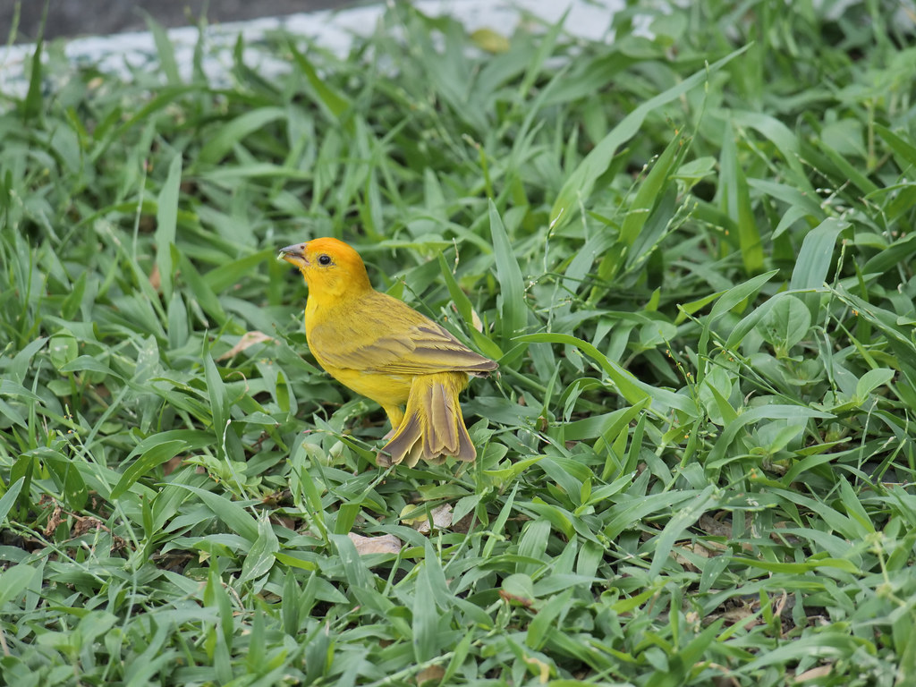 Saffron finch feeding Saffron Finch feeding on grass seeds… Flickr