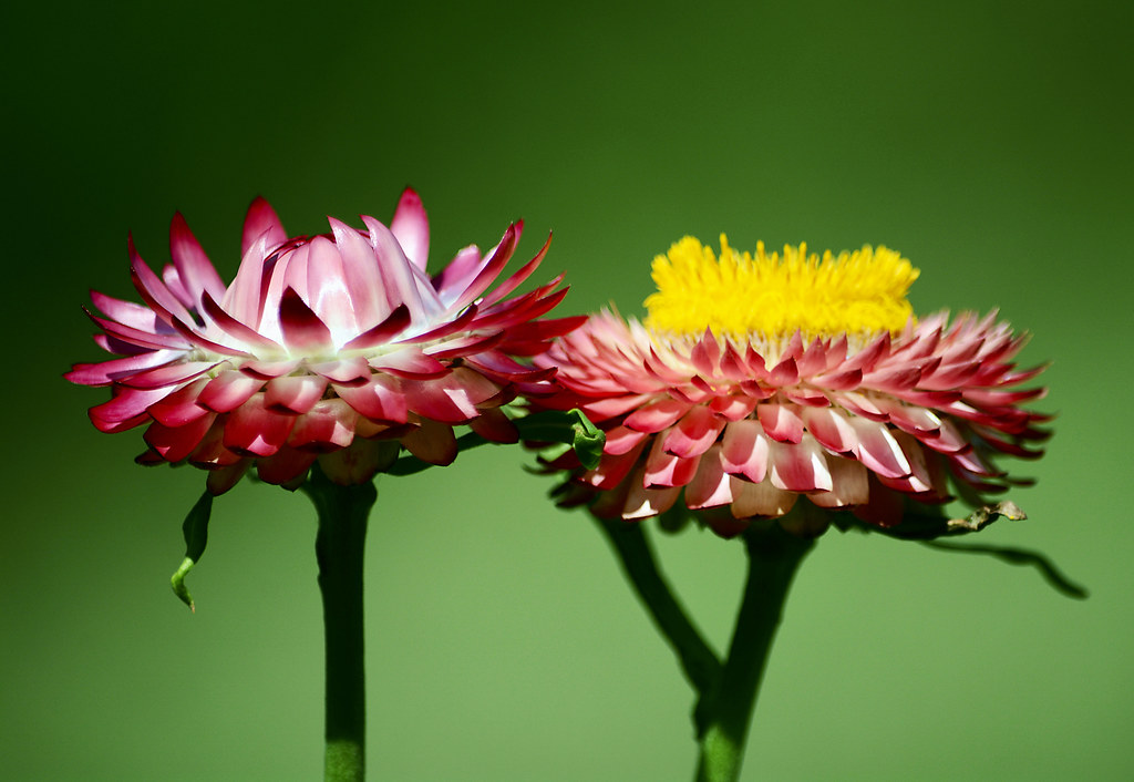 Strawflower season rachel.roze Flickr