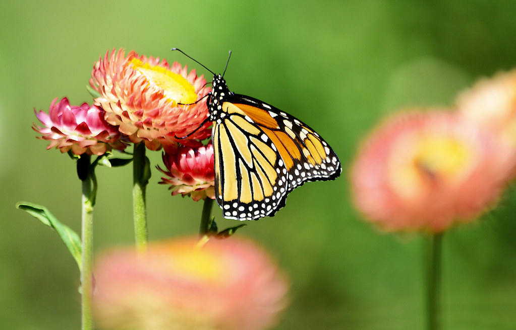 Strawflower season rachel.roze Flickr