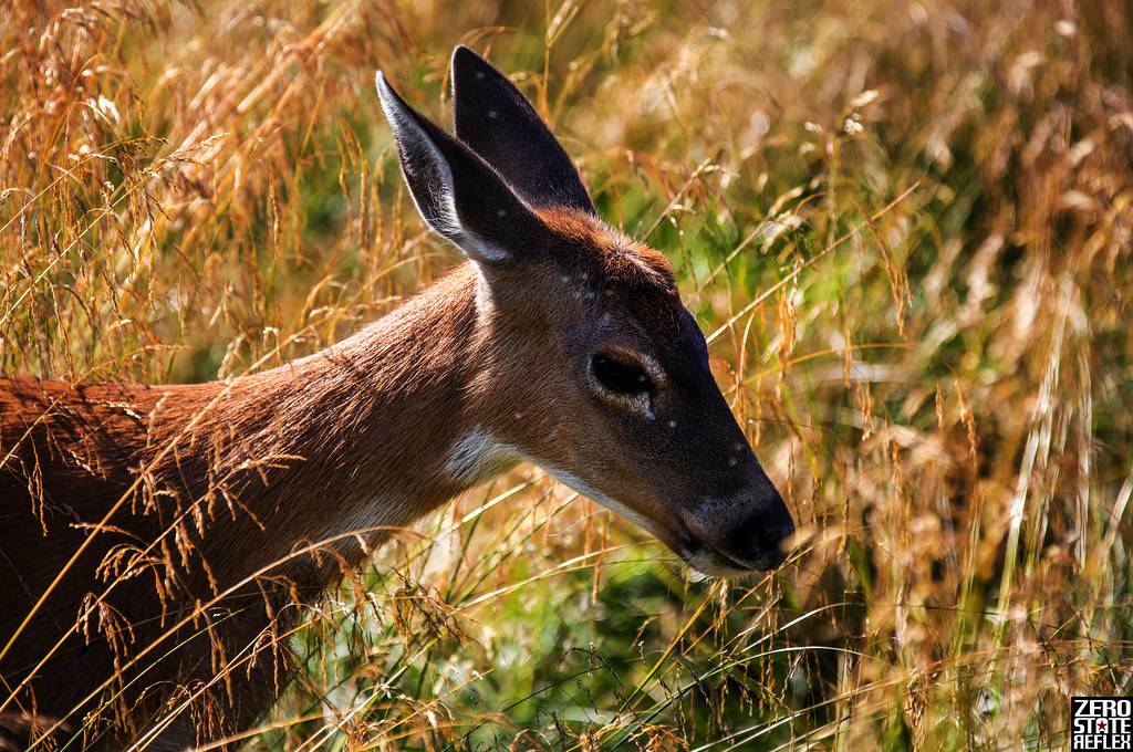 Sitka Deer_Animal_Alaska Wildlife Conservation Center_1ak Flickr