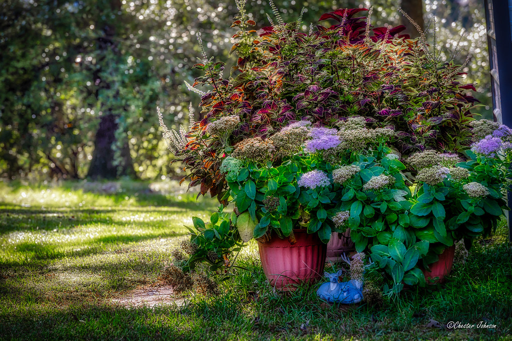 CBJ_9586 Late Summer flowers in Mississippi. Chester Johnson Flickr