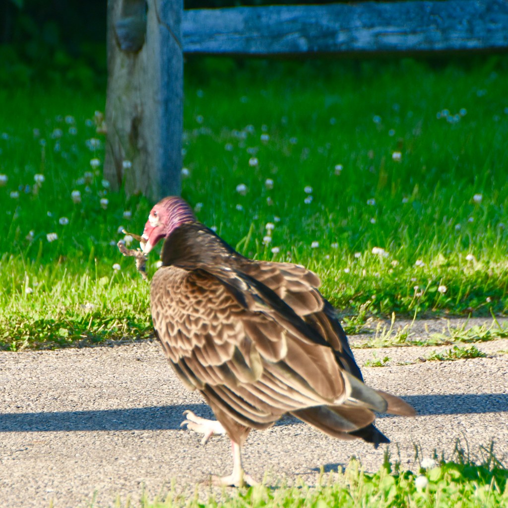 Shy Turkey Vulture Bannockburn, Illinois Steve Lamb Flickr