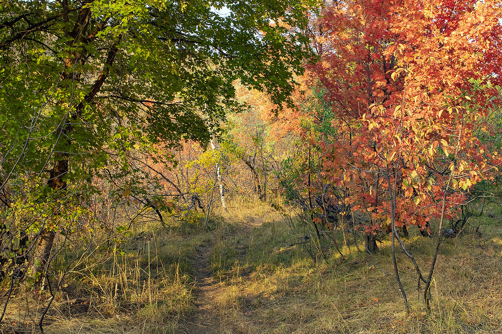 McNabb Canyon trail in autumn at sunset. In the Portneuf M… Flickr