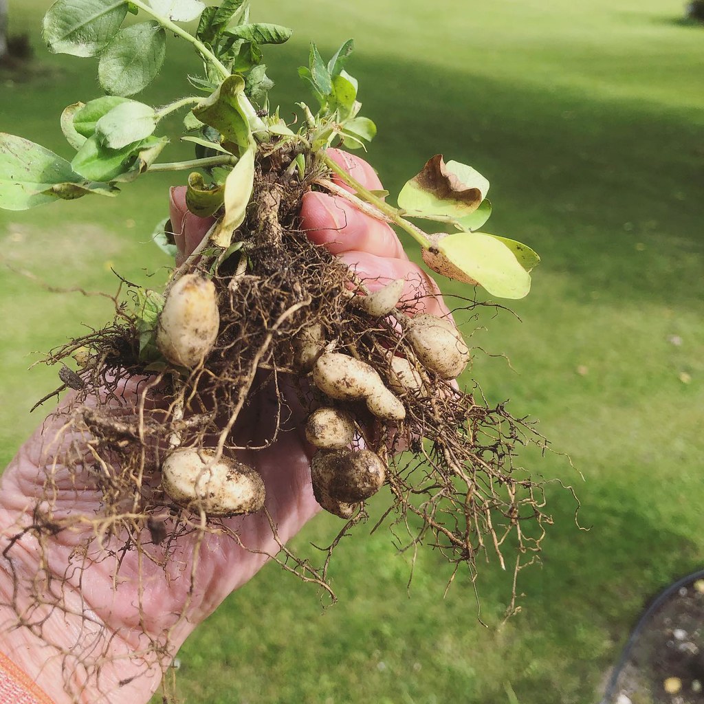 Peanut harvest. Deer kept eating the foliage. Surprised an… Flickr