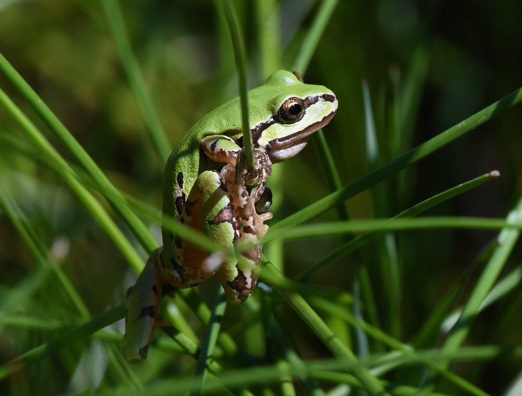 Arizona Tree Frog, Scotia Canyon, Arizona Adam Dudley Flickr