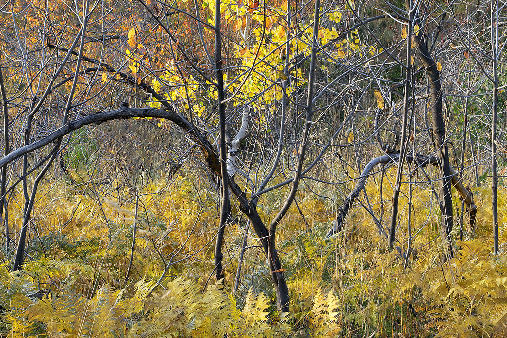Golden autumn ferns in McNabb Canyon. SE Idaho. Portneuf M… Flickr
