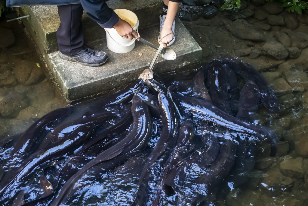 Longfin Eel Feeding Feeding time at Mount Bruce. Longfin e… Flickr