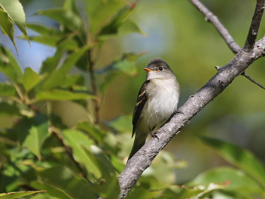 Alder/Willow Flycatcher Steve Mirick Flickr