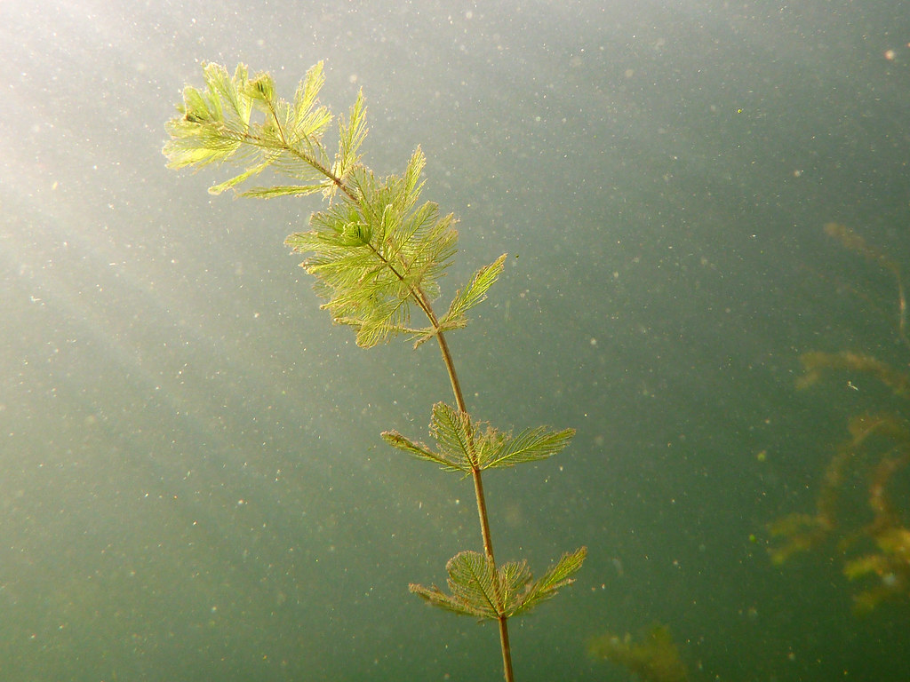 Lake Washington Underwater 3 Kirk & Barb Nelson Flickr