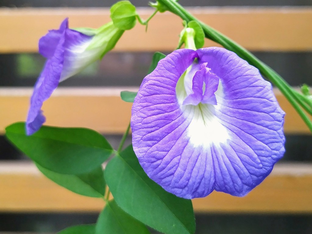 Butterfly Peas J Zaki Flickr