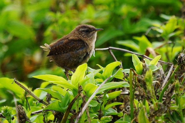 Flickr Discussing Bird IDENTIFICATION post your photo for ID in