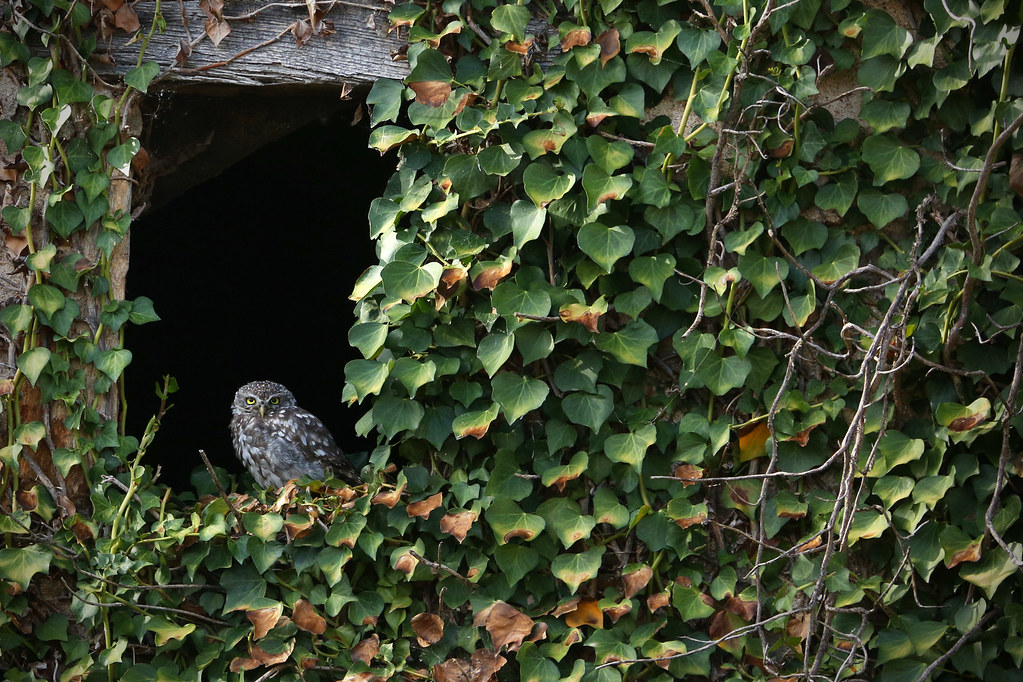 Curtaintwitcher This is a composition I made last year as… Flickr