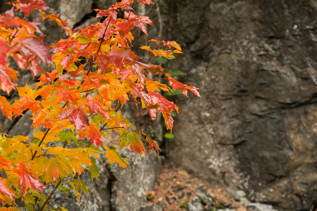 Lake Superior Provincial Park Fall colours, September 2020… Flickr