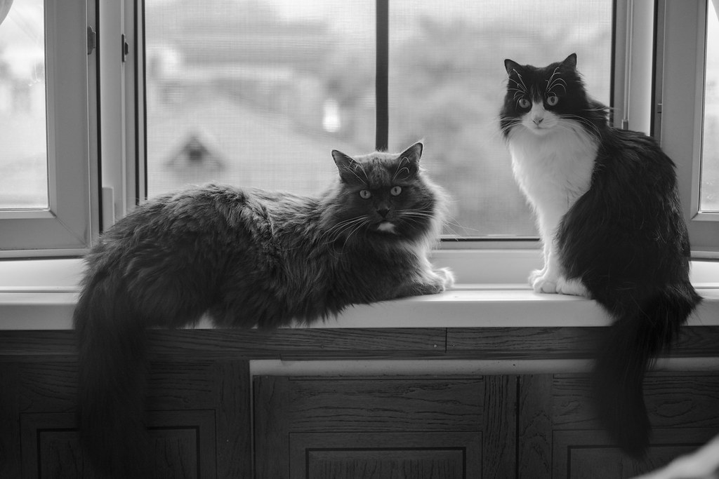 Russian cats Eduard Danilov Flickr