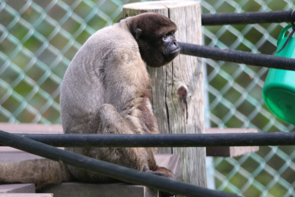 Monkey World, Wool, Dorset Kev Slade Flickr