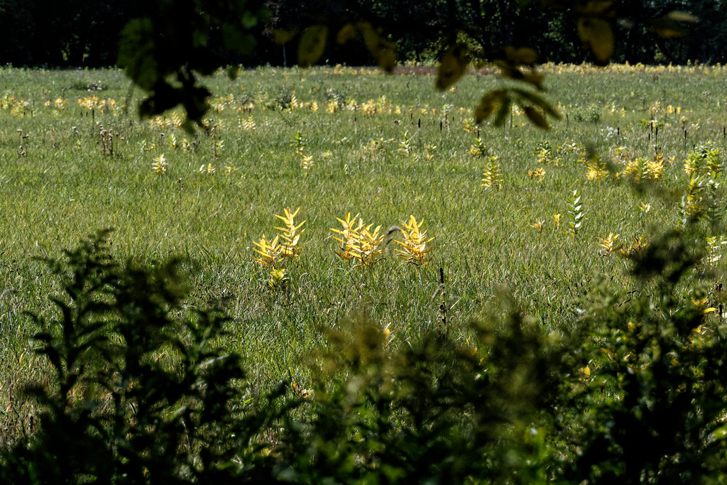 Autumn comes to Bogue Flats Portland, Michigan Joel Dinda Flickr