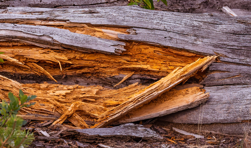 wood of a tree wood of a tree