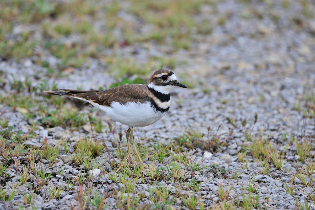 Killdeer by Jackie B. Elmore 9232020 Lincoln Co. KY Flickr