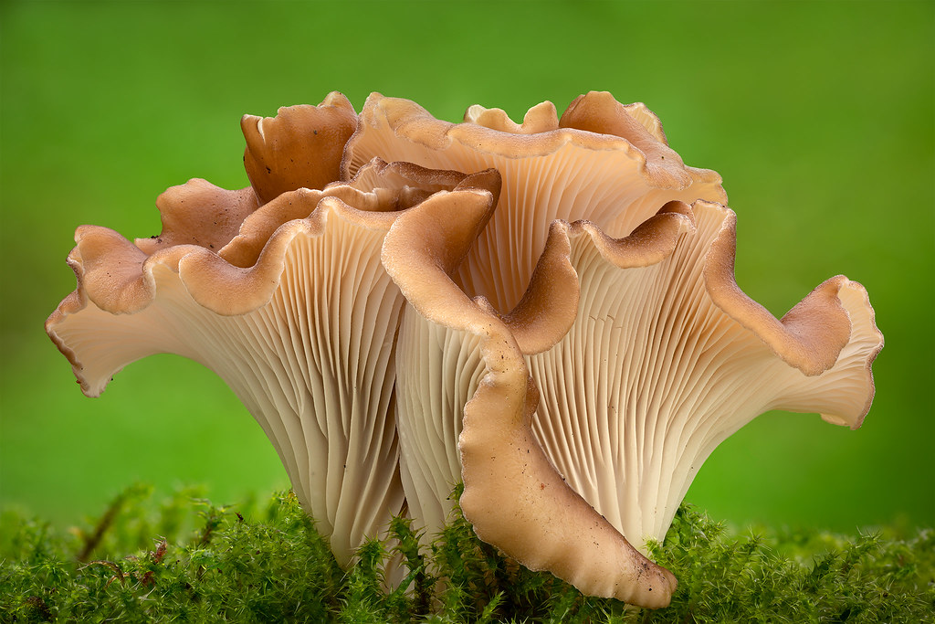 Hohenbuehelia petaloides Shoehorn oyster mushroom (Hohenbu… Flickr