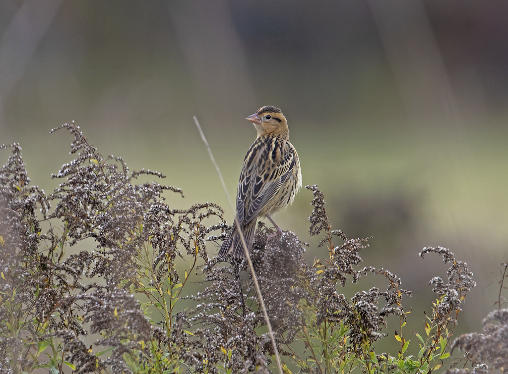 Rustlewood Farm Eliot Maine Sept 29 2020 Female Bobolink Flickr